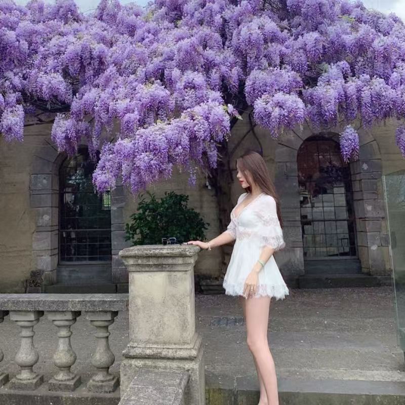 紫藤花树苗植物盆栽地栽攀援花卉庭院阳台紫藤萝瀑布藤苗耐署耐寒