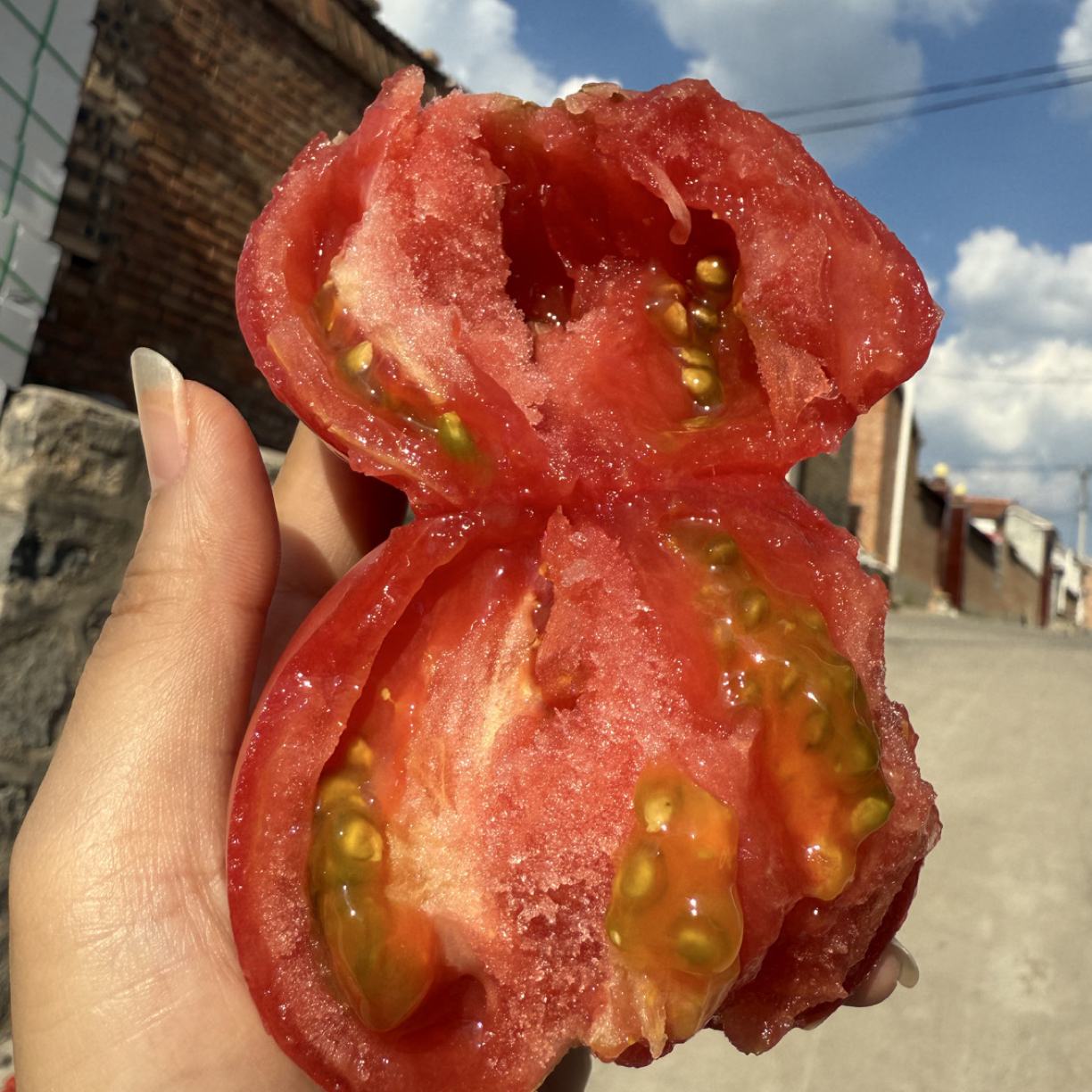 山东净重5斤大番茄老品种洋柿子新鲜采摘酸甜可口生吃沙瓤西红柿