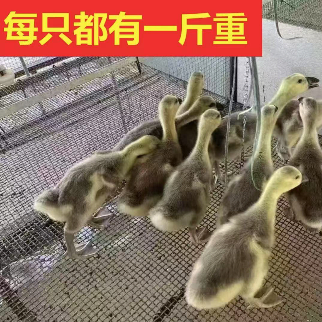 一斤鹅无需保温直接散养宠物顺丰包邮小幼鹅狮头鹅宠物鸭