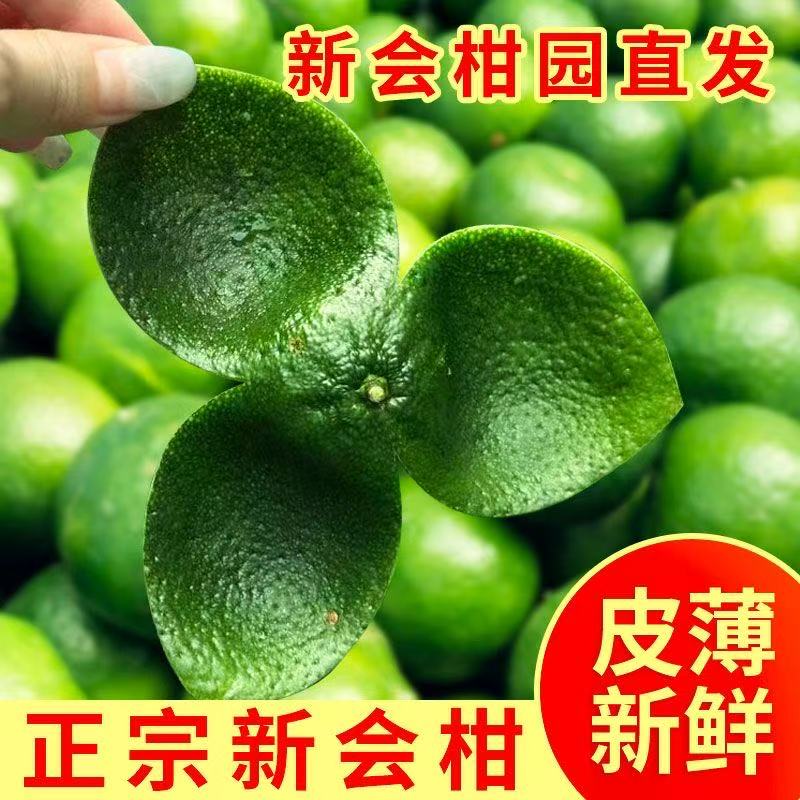 【晒皮专用】现摘新会新鲜陈皮柑大青柑茶枝柑鲜果二红陈皮果青柑果