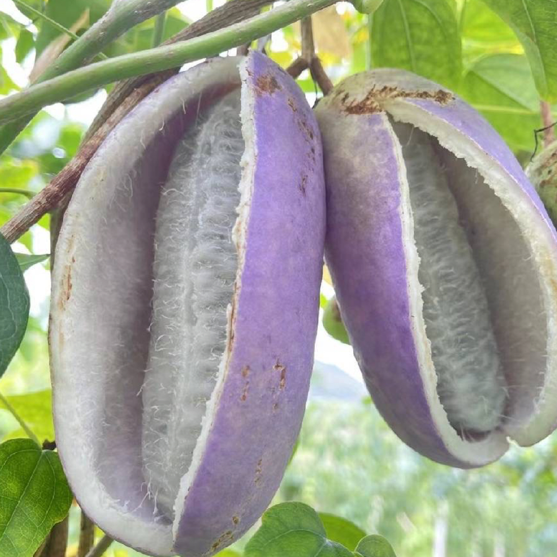 八月瓜正宗贵州野生大山种植口感香甜肉质细嫩好吃奶香味顺丰包邮