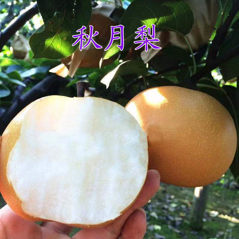 秋月梨树苗南北方种植当年结果