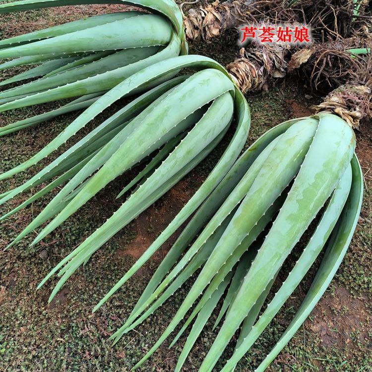 库拉索芦荟灌肤美容院专用新鲜芦荟盆栽植物美容食用芦荟叶片绿植