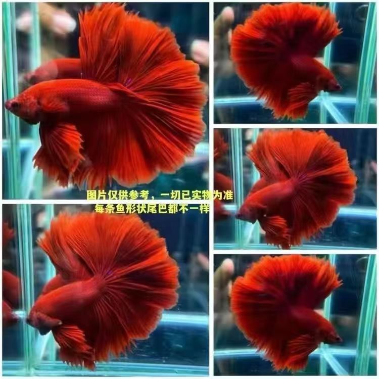 斗鱼活鱼热带观赏鱼多种颜色半月型好养耐活小型宠物鱼