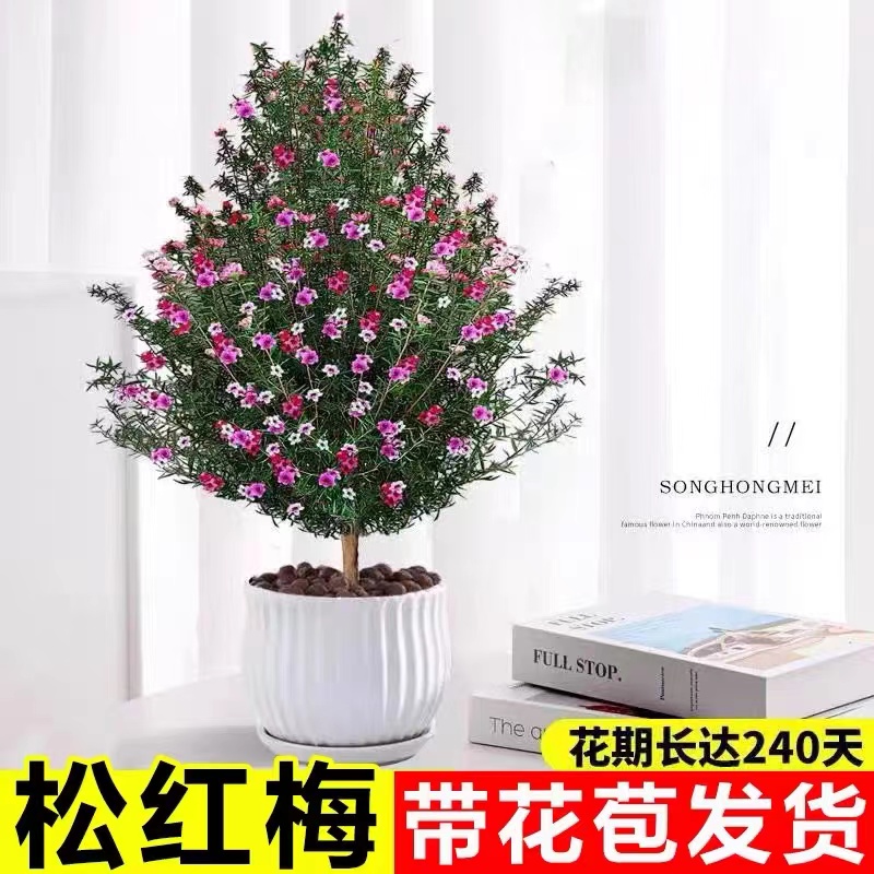 松红梅盆栽带花苞耐寒绿植室内外花卉阳台四季开花秋冬季客厅庭院
