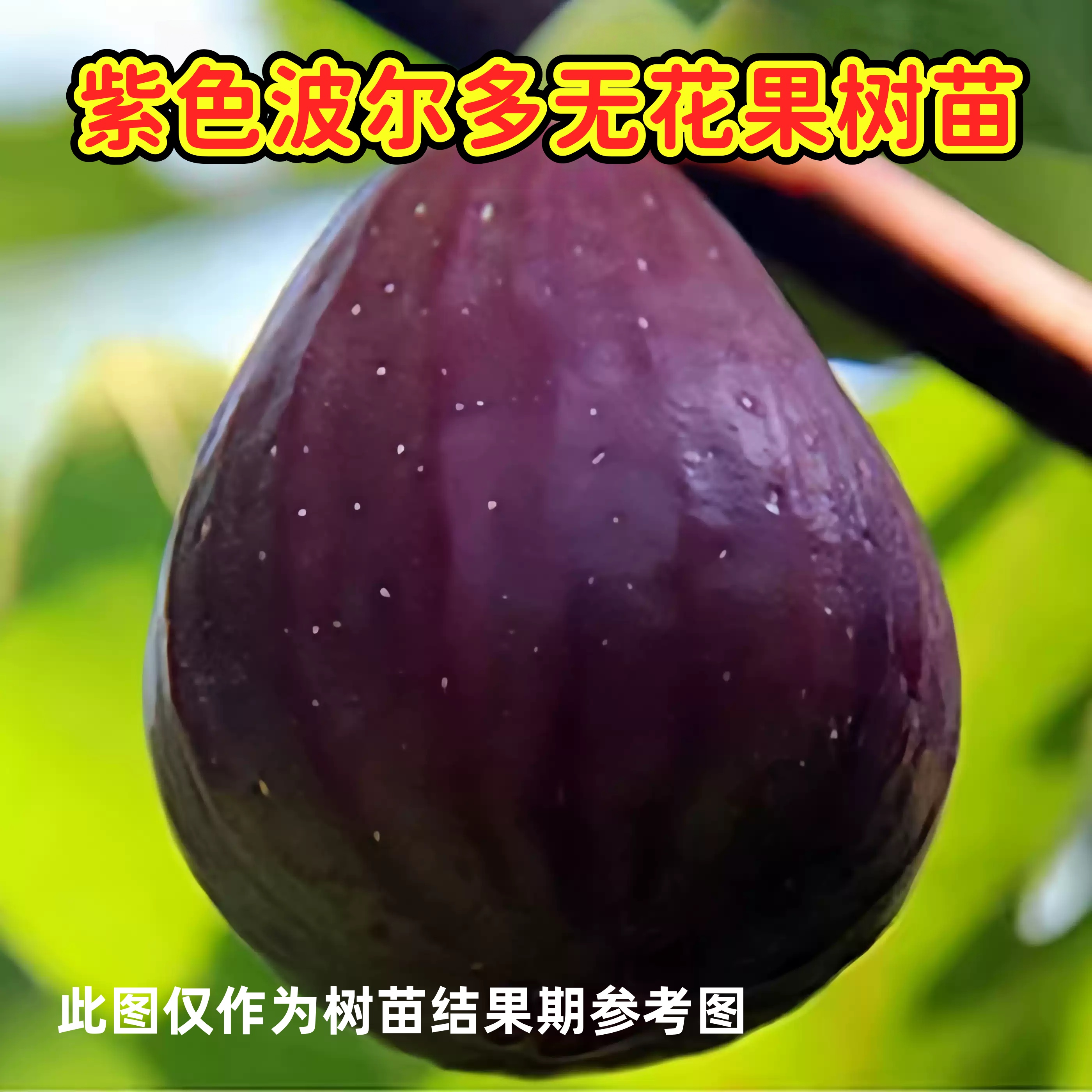 波尔多无花果树苗10-11月份成熟大果纯甜丰产南北方种植盆地栽