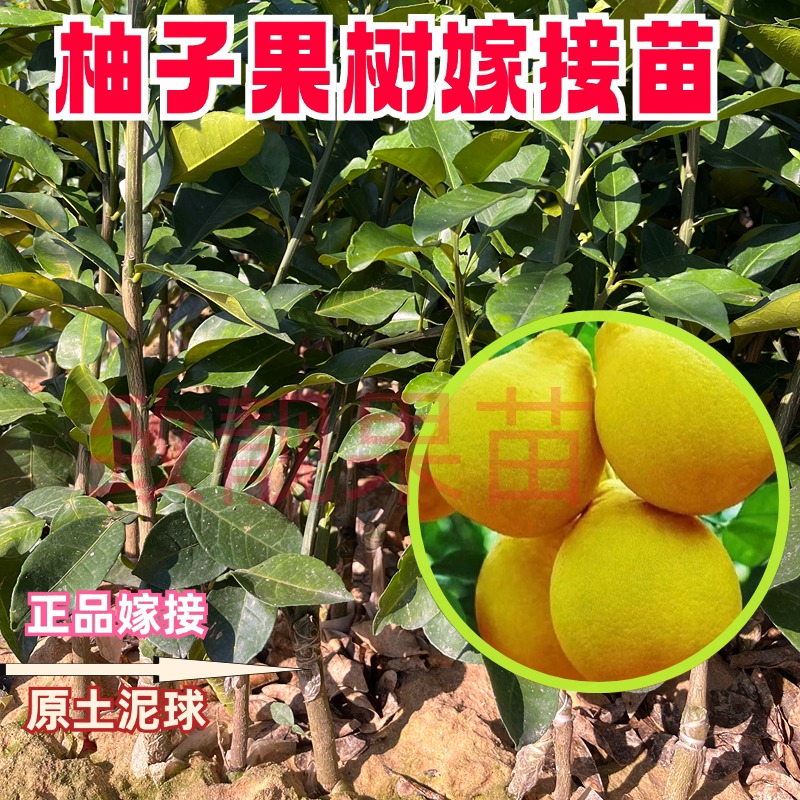 沙田柚果树嫁接苗桂柚红心蜜柚暹罗红香水红柚果树嫁接苗正品高产