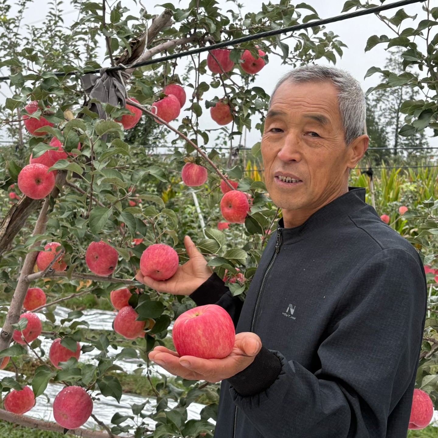 陕西新鲜秦脆苹果现摘产地直发脆甜多汁果味浓郁净重5斤