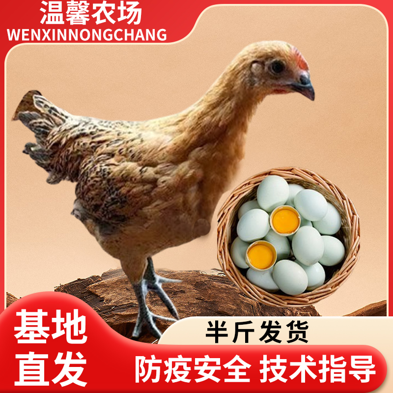半斤左右红瑶青腿鸡宠物鸡3个月下蛋散养（买10送1，公母搭配发货）