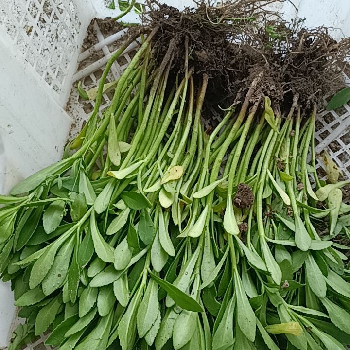 云南白药草苗盆栽养心菜救心菜土三七蚊虫叮咬蚊子草