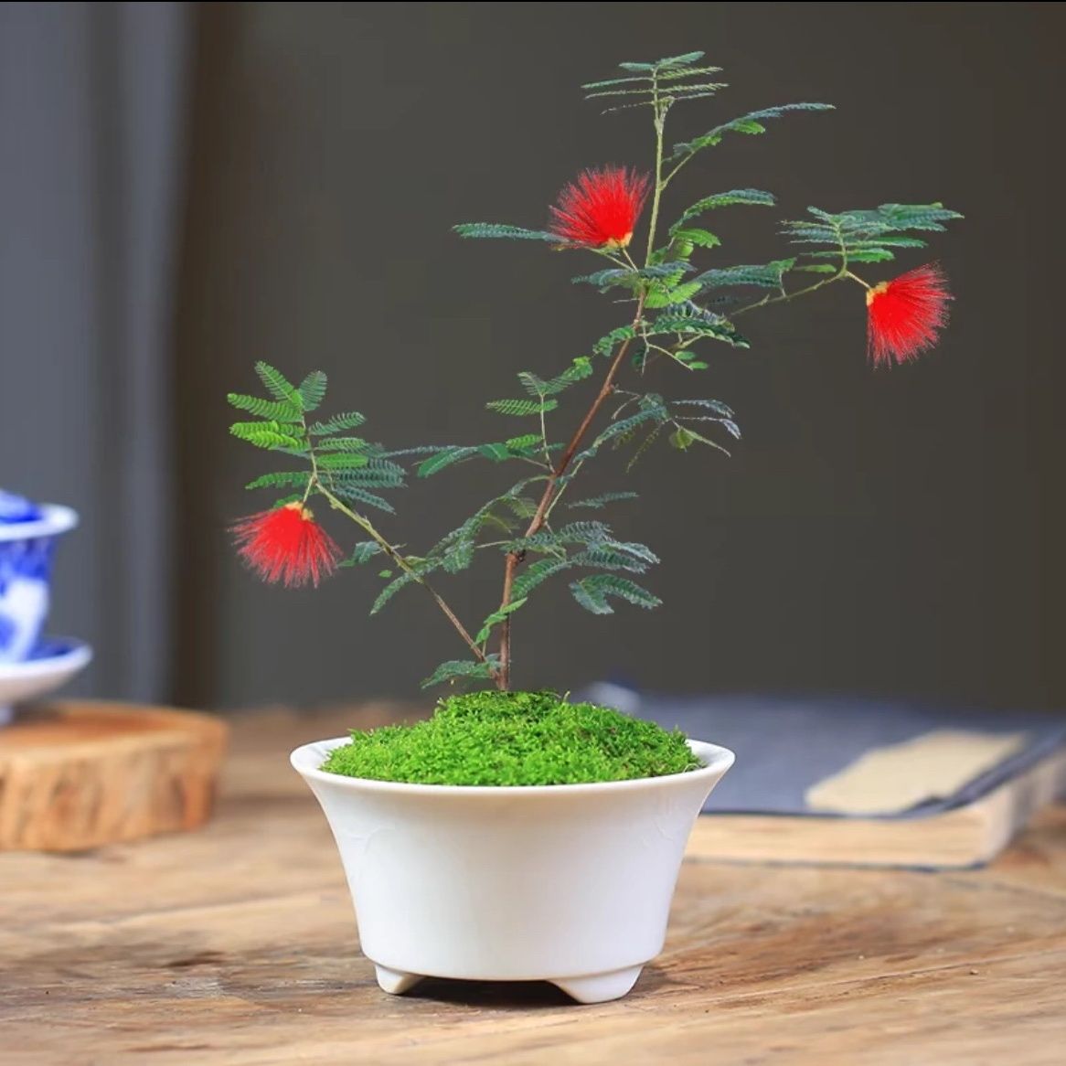 带花苞日本红花姬合欢网红好养阳台花卉微景观迷你桌面小盆栽进口