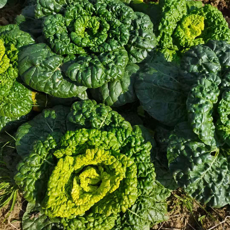 固始黄心菜青菜新鲜传心菜2500g(5斤）