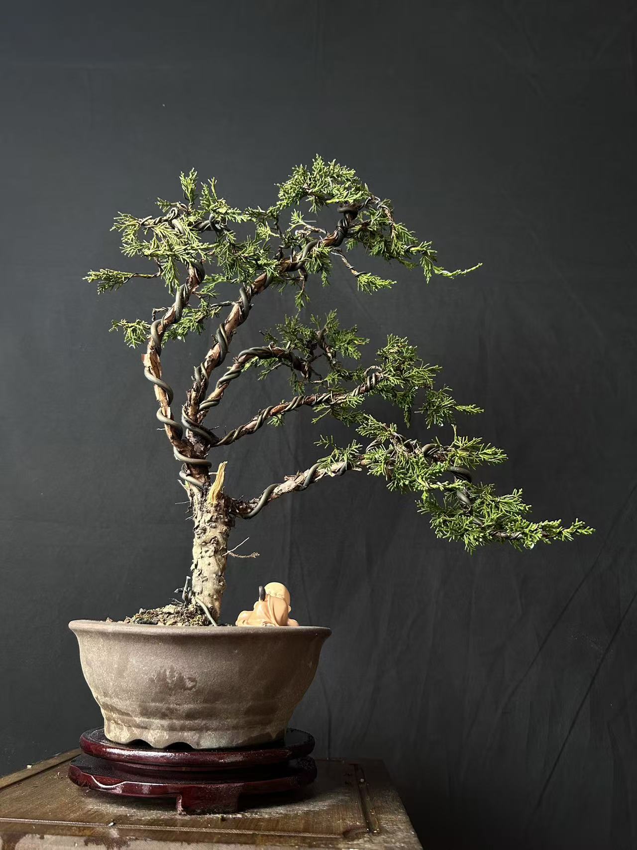 济州真柏多杆老桩 杆粗 2CM冠幅饱满 寓意平安 室内外易养护盆栽