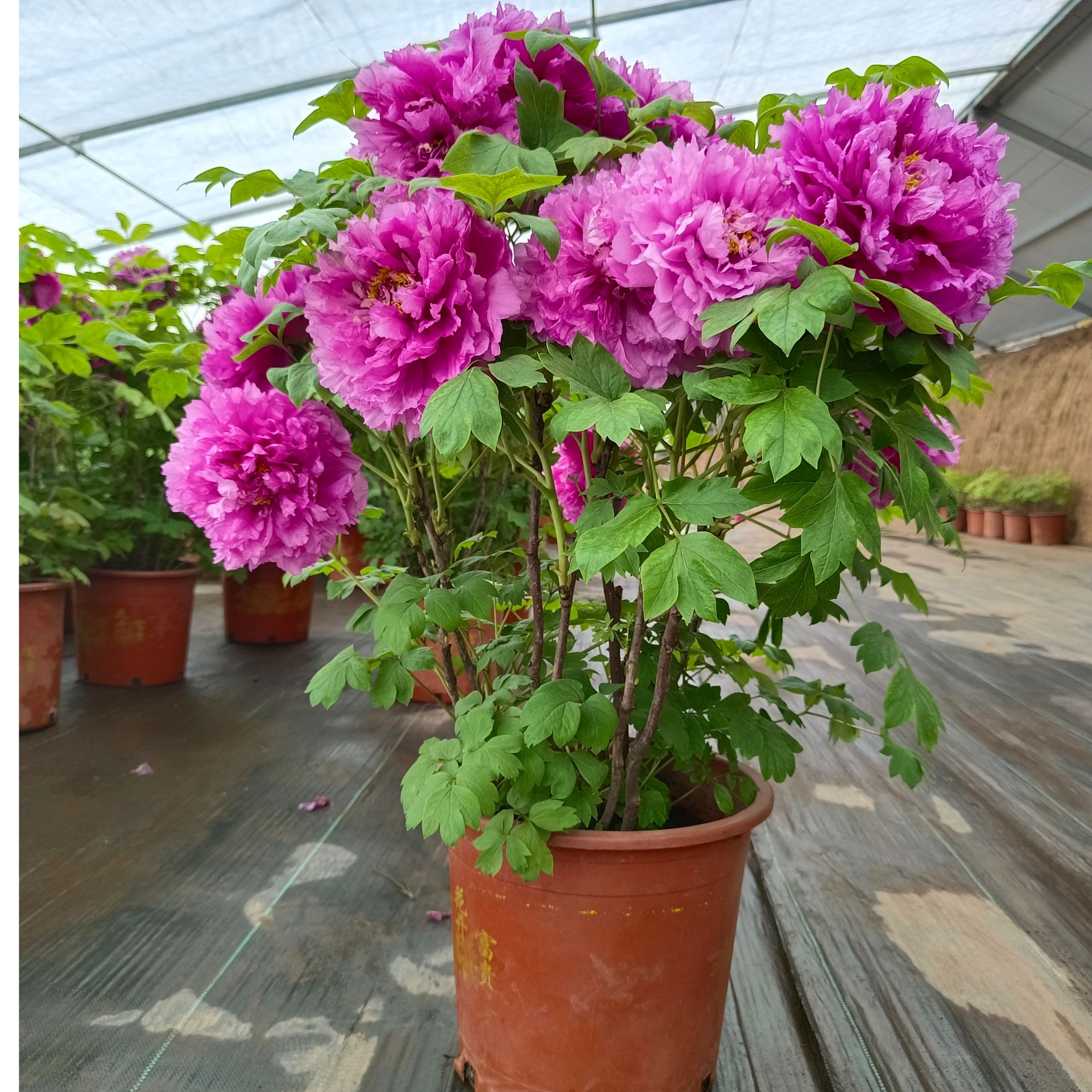 清棚【老盆养】年宵花牡丹15天养死秋天补发带花苞发货包邮