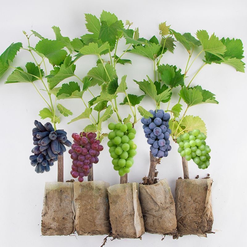 阳光玫瑰葡萄苗巨峰夏黑蓝宝石无籽葡萄树苗南方北方盆栽地栽种植