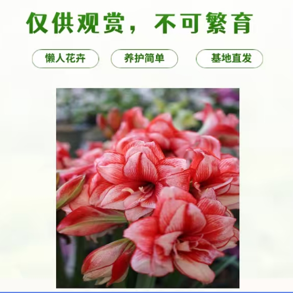 【鬼魅】重瓣鲜红朱顶红室内外盆栽阳台花卉好养/基地直发