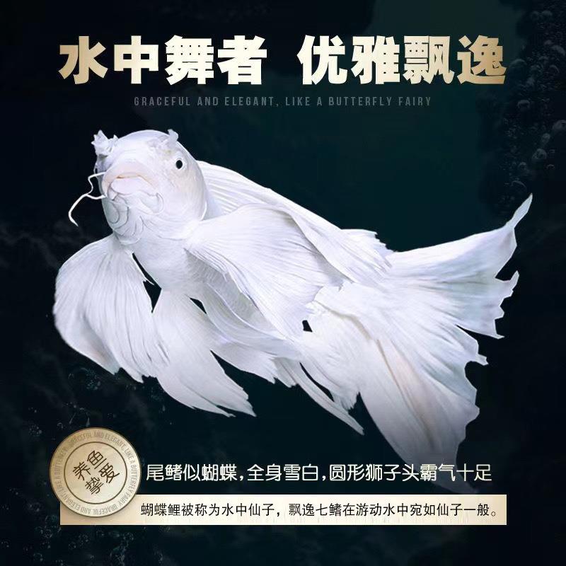 顺丰蝴蝶鲤球体普身冷水淡水鱼苗金鱼观赏鱼锦鲤招财好养包活