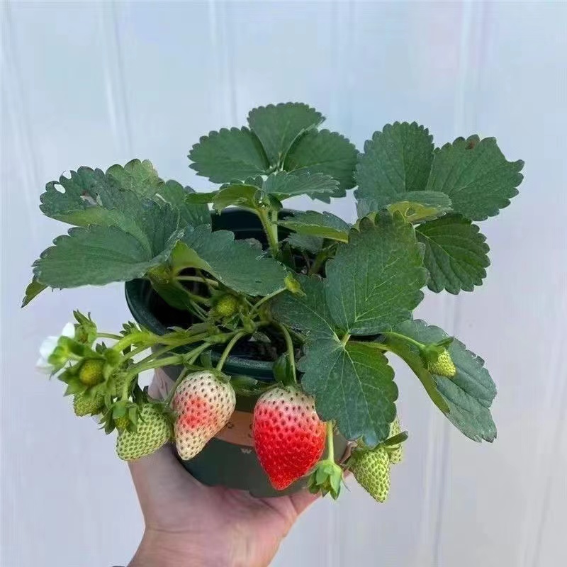 草莓苗四季盆栽食用阳台奶油果树果苗种植苗南方当年结果