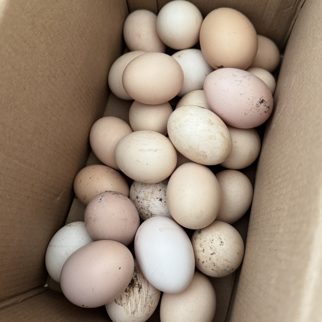 农村自家散养鸡 喂玉米稻谷的土鸡蛋 少量得等 省内顺丰包邮
