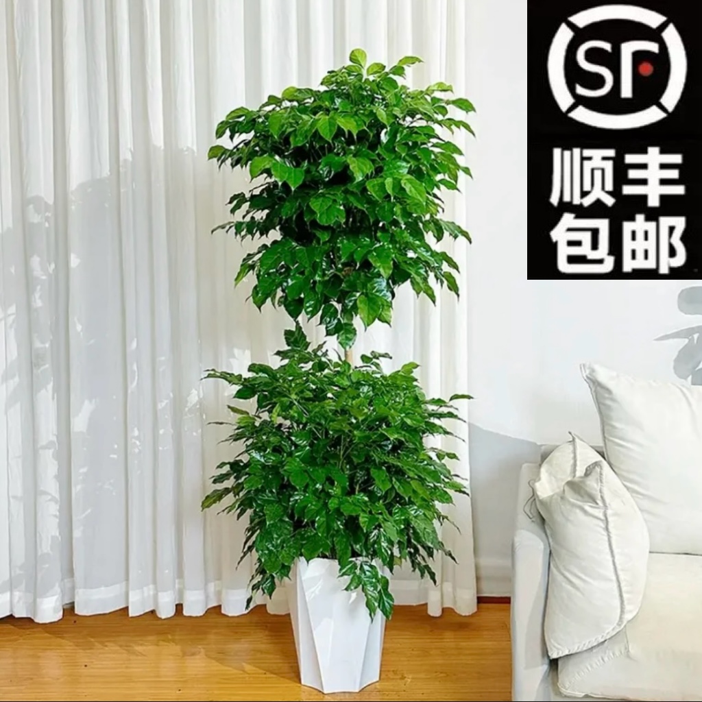【顺丰包邮】1.6-1.7米 老桩双层绿宝幸福树室内好养净化空气吸甲醛