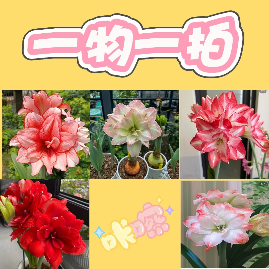 【朱顶红盆栽绿植带花苞发货室内园顶朱红种球朱顶红种球】一物一拍