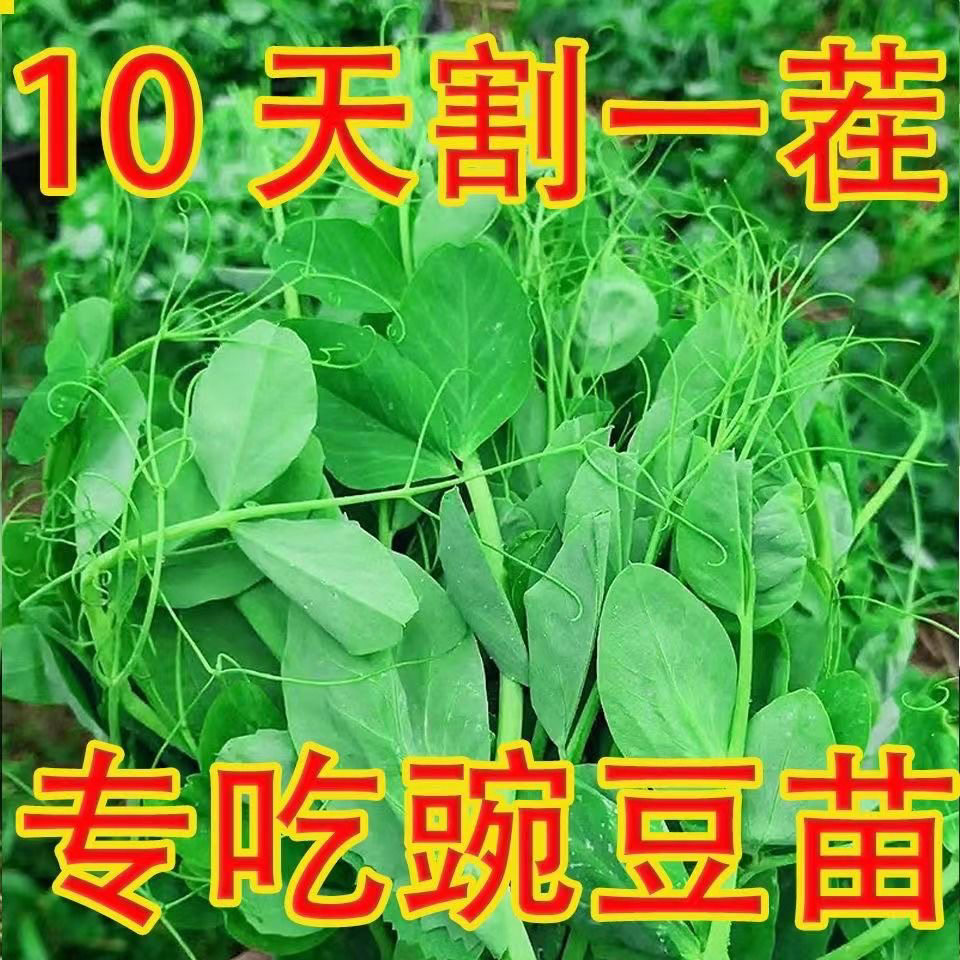 豌豆尖种子有须豌豆苗种子新品可连续多次采摘有须豌豆苗种蔬菜