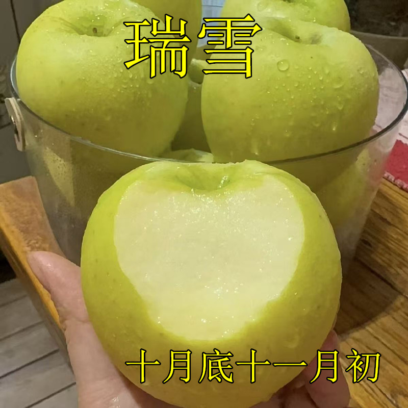 瑞雪苹果树苗烟富众成秦富系列早熟晚熟苹果嫁接树苗南北方种植