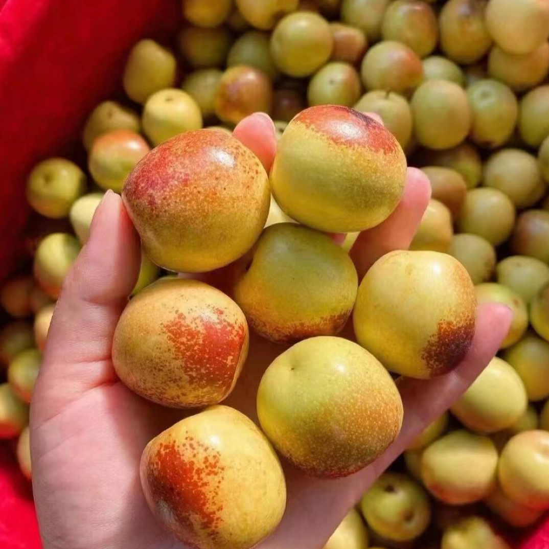 正宗沾化冬枣新鲜脆甜多汁现摘当季水果