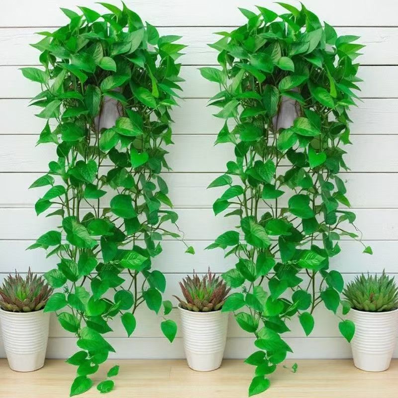 绿萝植物盆栽室内客厅绿植土活大叶花卉绿箩大叶绿萝吊兰植物盆栽