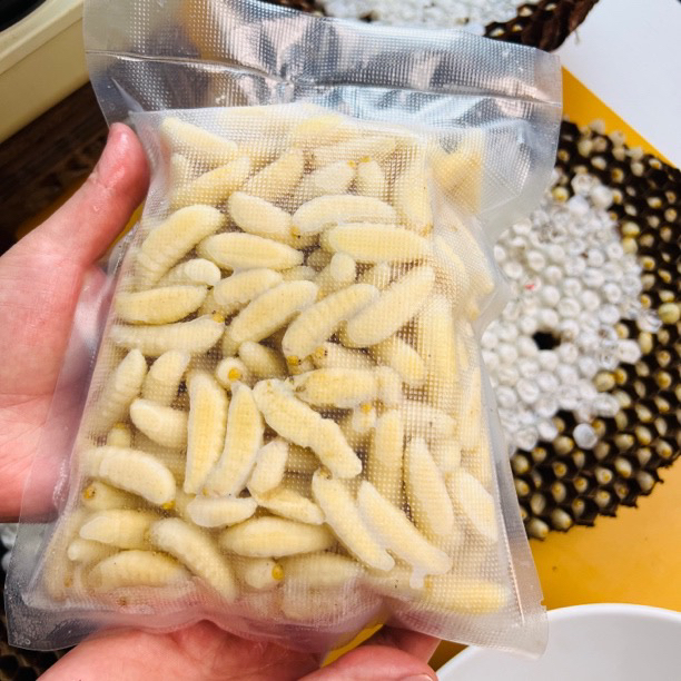 新鲜纯白金环虎头大蜂蛹土蜂地蜂现挖鲜活冻马蜂蛹生鲜昆虫