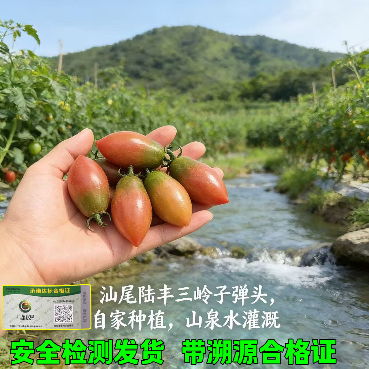 三岭紫弹头小番茄圣女果新鲜脆甜脆皮酸甜水果现摘现发子弹头 mac