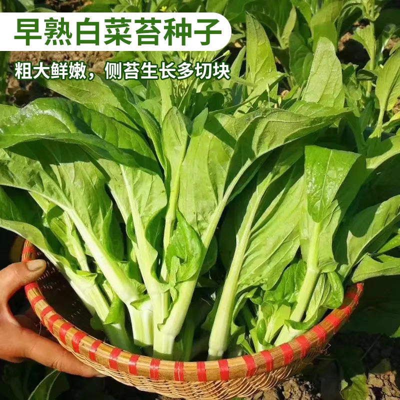 早熟白菜苔种子四季白菜心种子香甜早白菜苔菜种阳台庭院蔬菜种植
