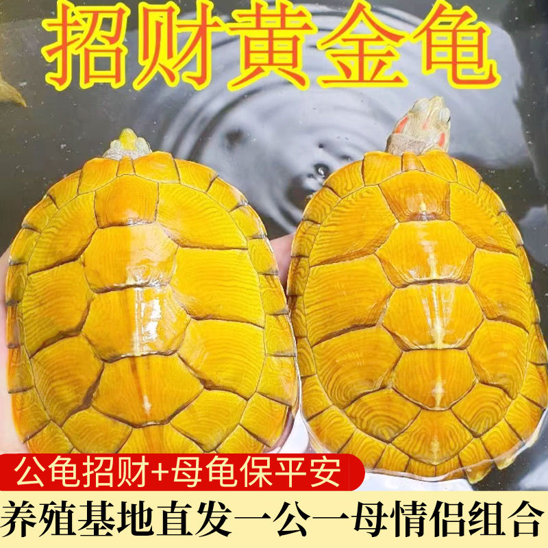 一对情侣乌龟黄金招财巴西龟小乌龟活物宠物观赏长寿活体乌龟