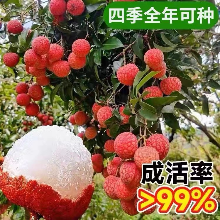 荔枝树苖无核桂味荔枝王果树盆栽妃子笑树苗仙进奉嫁接苗当年结果