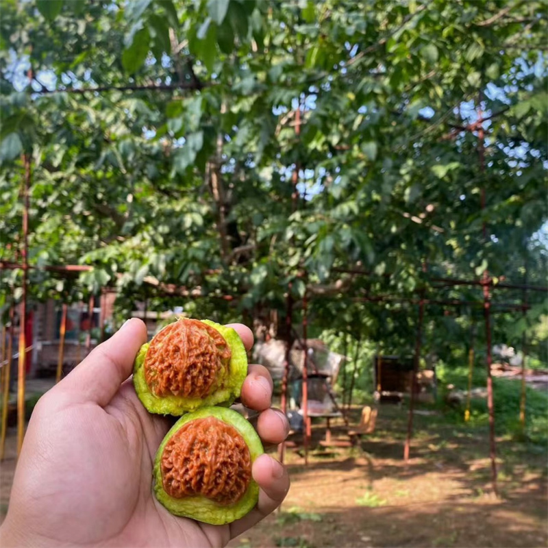 核桃果树苗新品种嫁接苗薄皮特大核桃树苖南北方四季种植当年结果