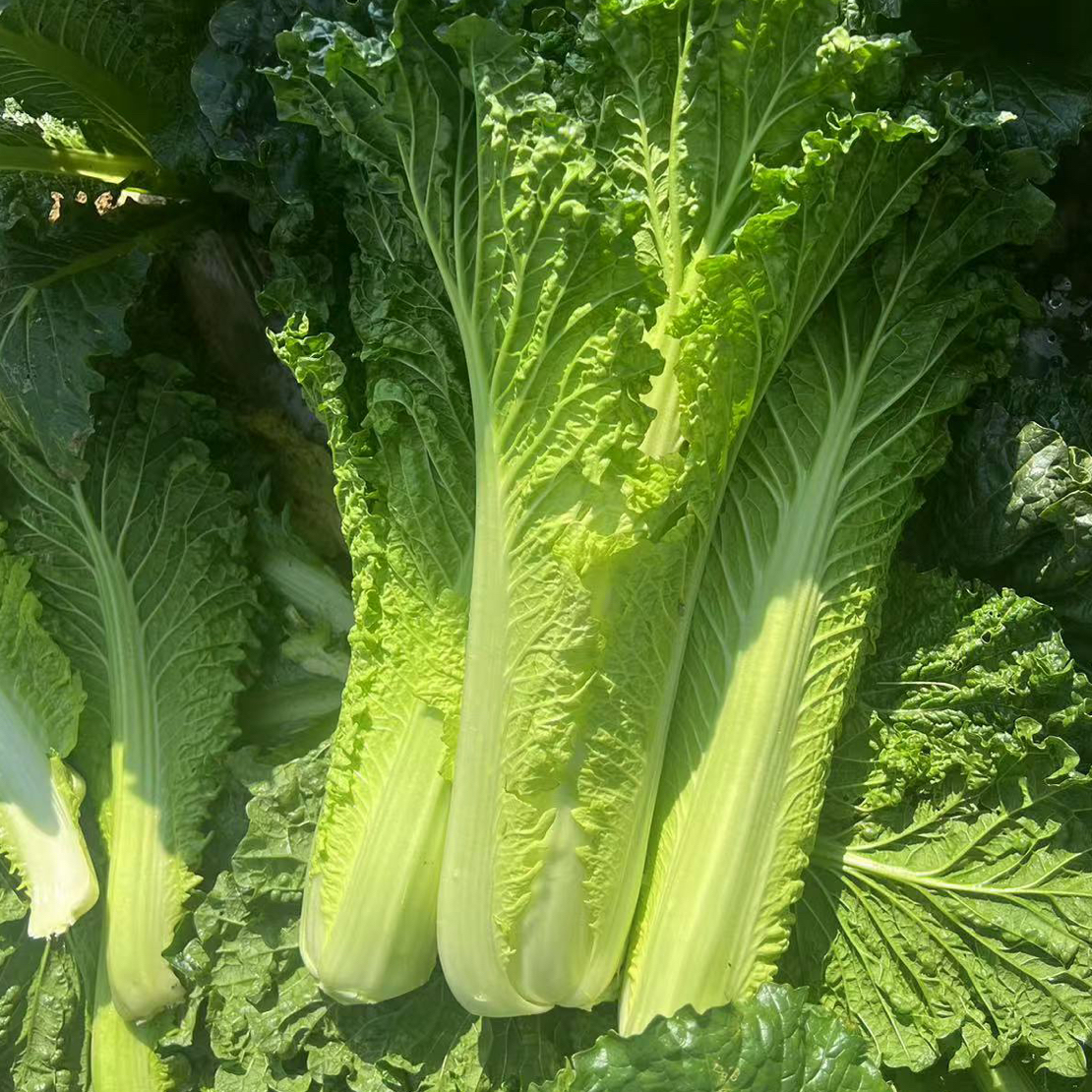贵州高山露天种植青口白菜长白菜新鲜无污染绿色蔬菜长安大白菜