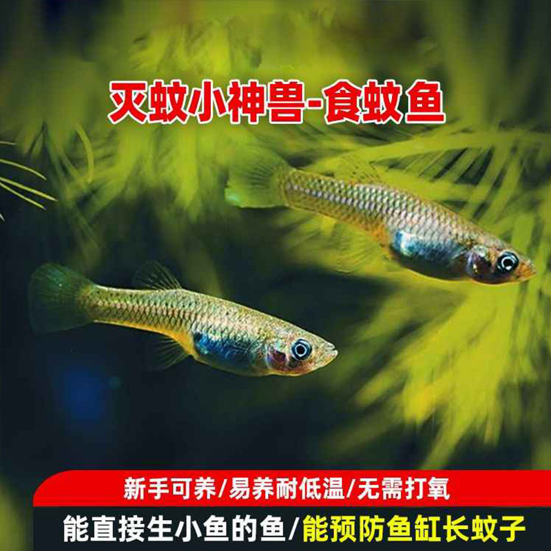 【活体】冷水鱼食蚊鱼小型观赏鱼活体饲料冷水苗原生鱼