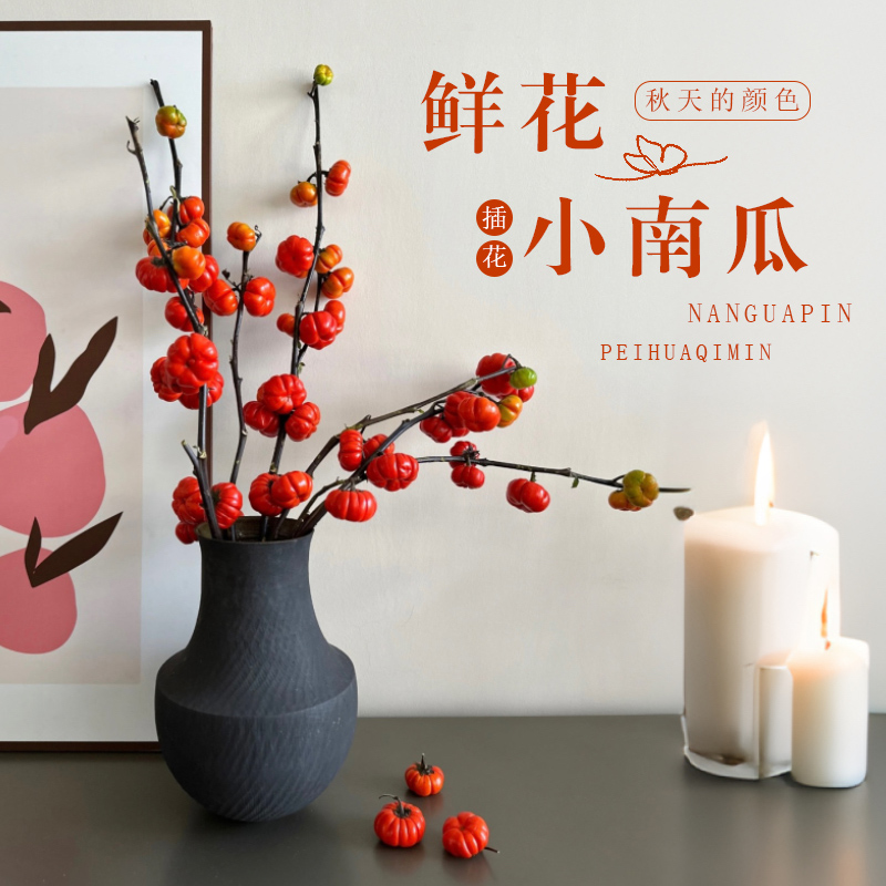 【万事不南】A级小南瓜云南基地顺丰直发水培鲜花好养适合DIY插花