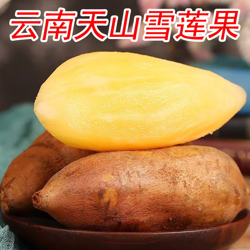 正宗云南天山雪莲果头茬现挖甜脆多汁新鲜应季低糖水果TT