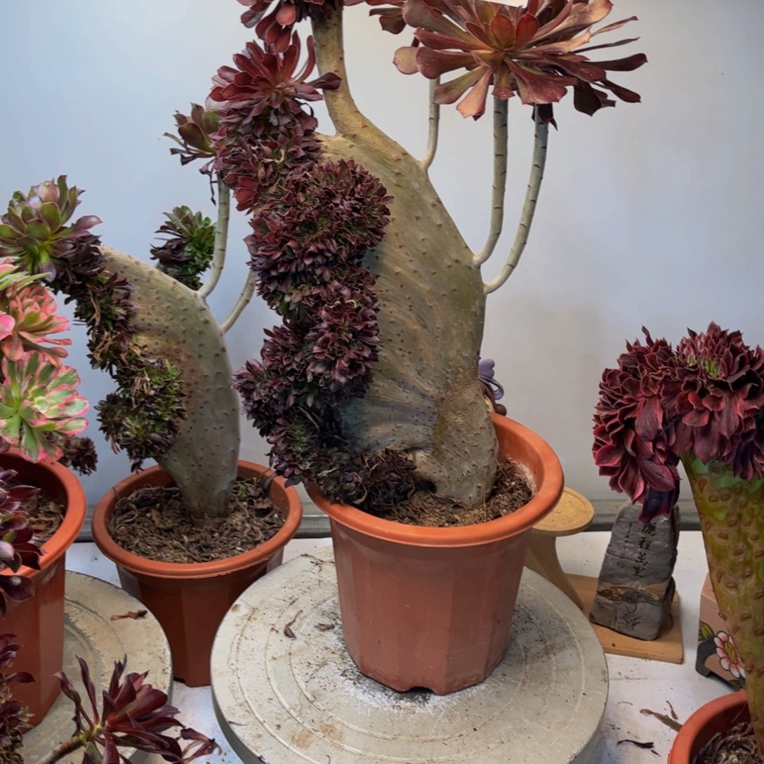 北***妞多肉植物黑法师缀106