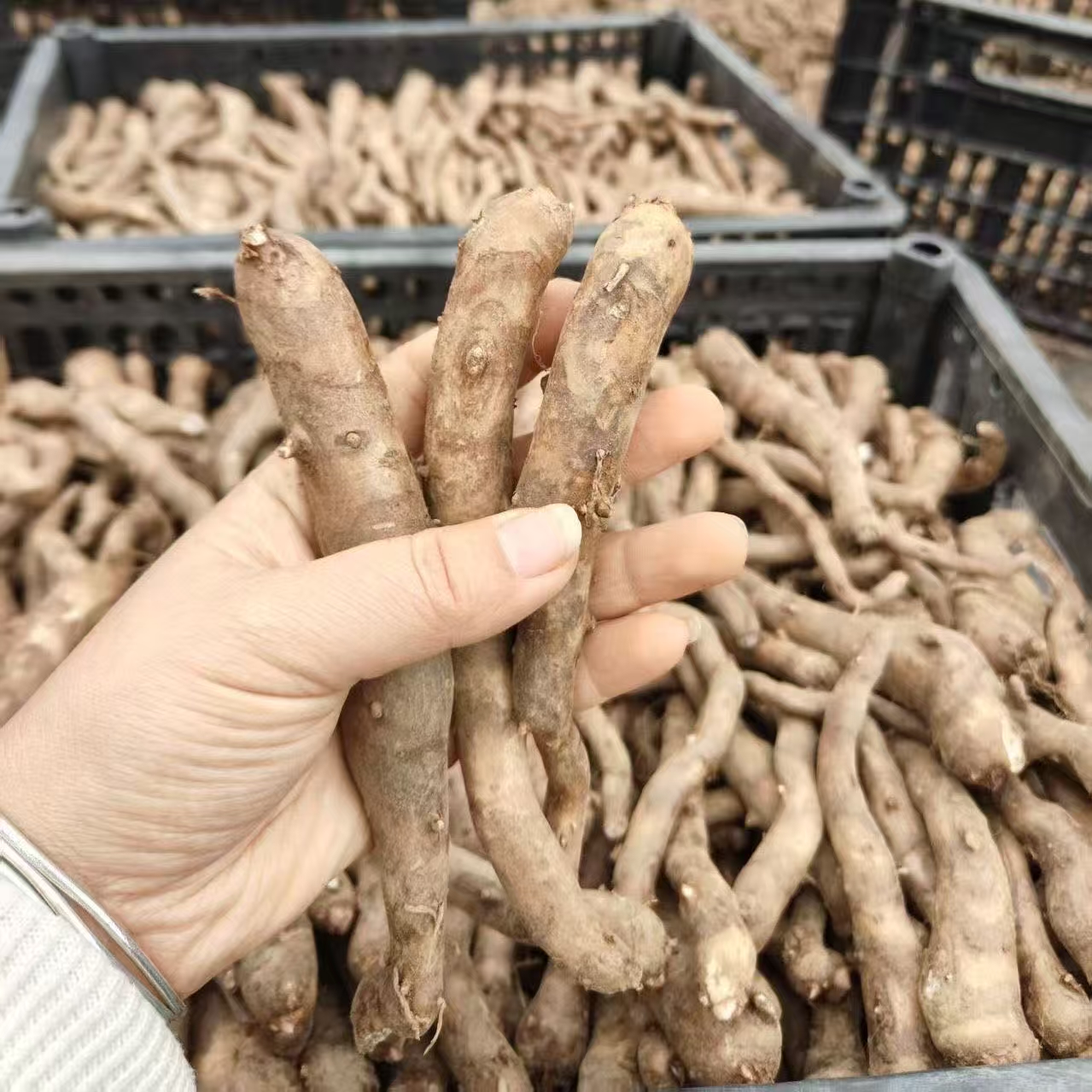 鄂魔一号杂交魔芋一代磨芋云南杂交小魔芋种球脱水消毒农用物资