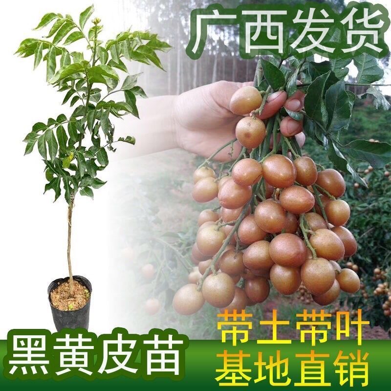 正宗黑金刚黄皮果树嫁接苗南方种植水果树苗庭院盆栽地栽当年结果