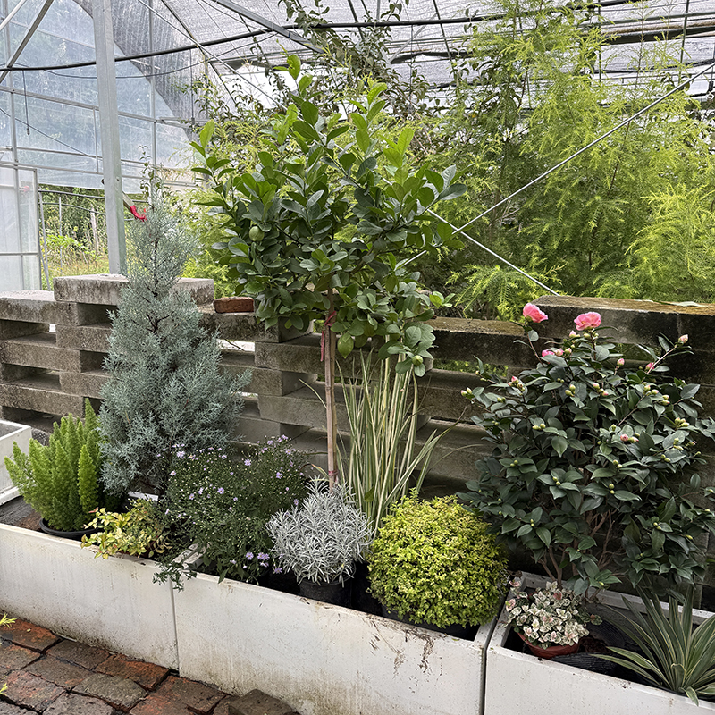 罗曼的花园低维护花境组合盆栽苗观叶花境绿植耐寒耐热庭院花园