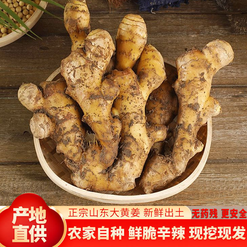 【正宗老姜】无药残新鲜生姜大姜山东大黄姜农家自种现挖带泥月子姜