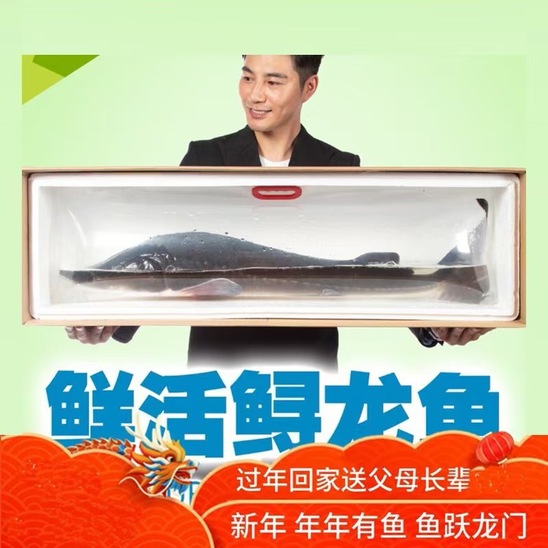 顺丰保活鲜活鱼鲟龙鱼鱼中华鱼鲜活体无刺鱼脆骨送礼礼品生鲜活鱼