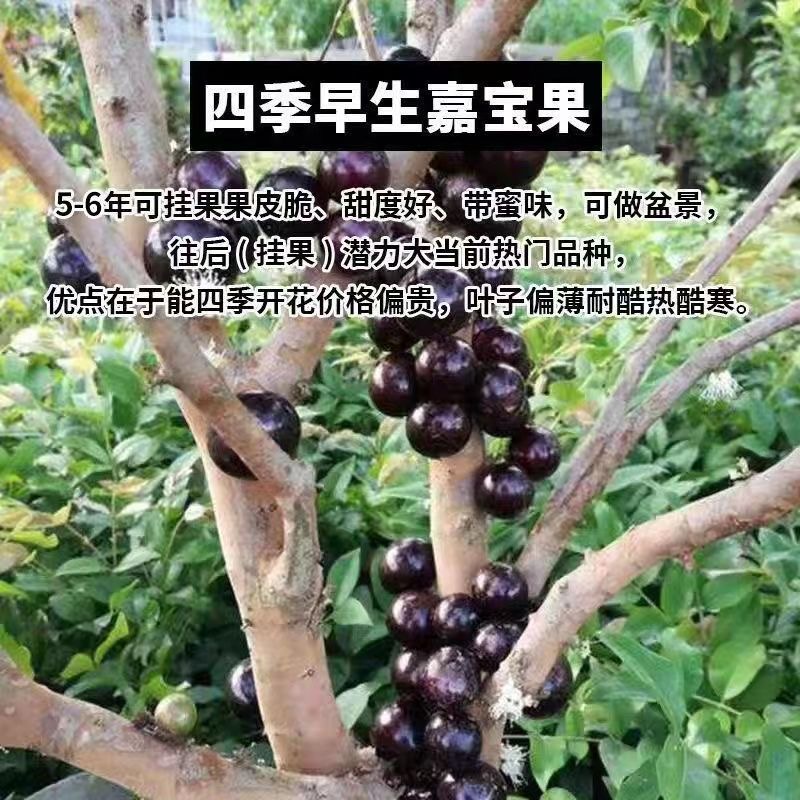 直播间一物一拍红妃艾斯卡沙巴树葡萄阳台庭院盆栽地栽