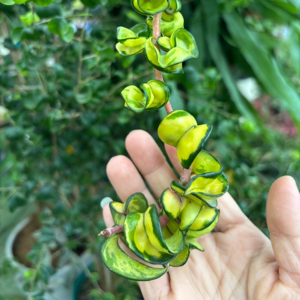 卷叶内锦球兰（Hoya compacta variegata "mauna loa"）