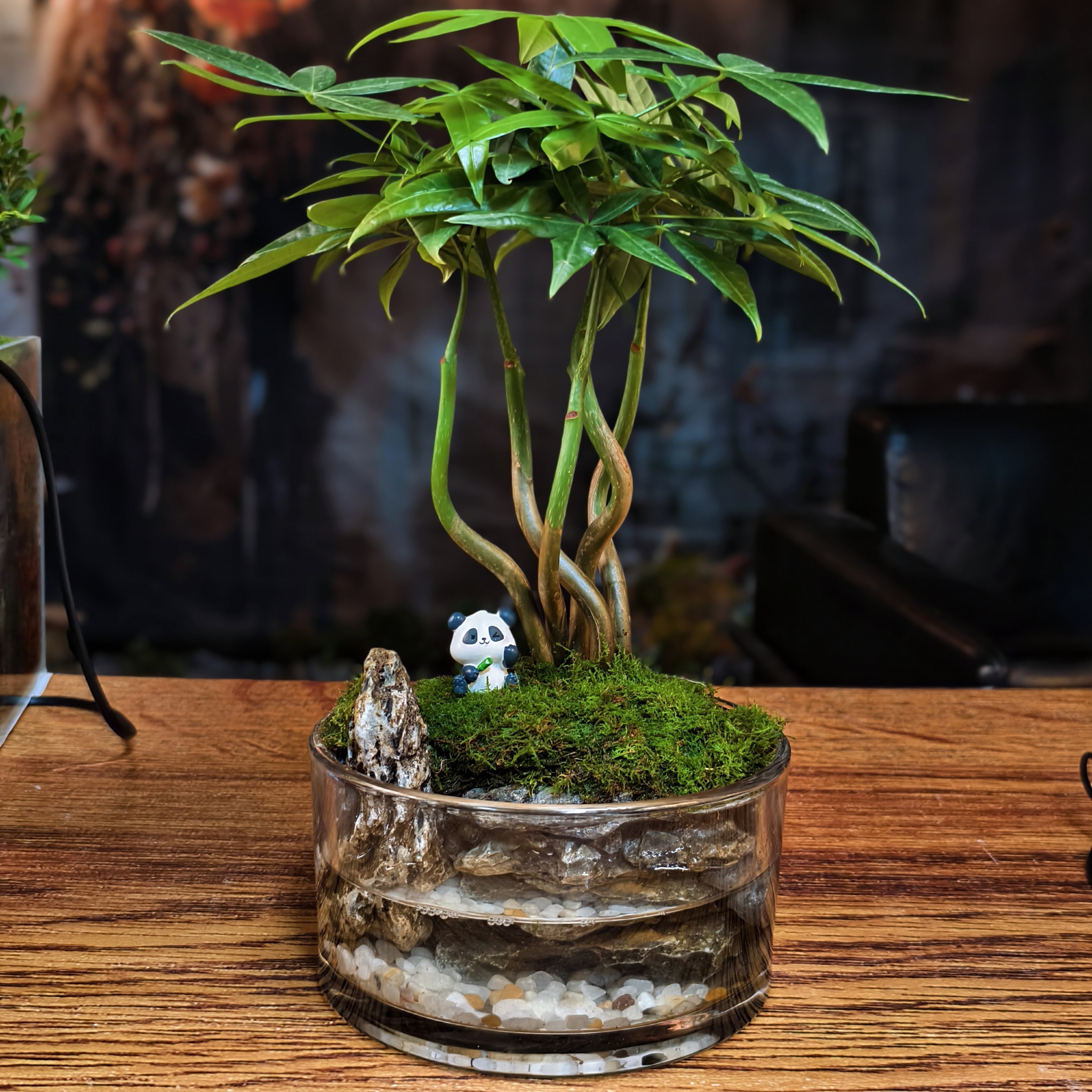 文雅奇异发财树(15×8)桌面微景观茶台办工桌书房摆件