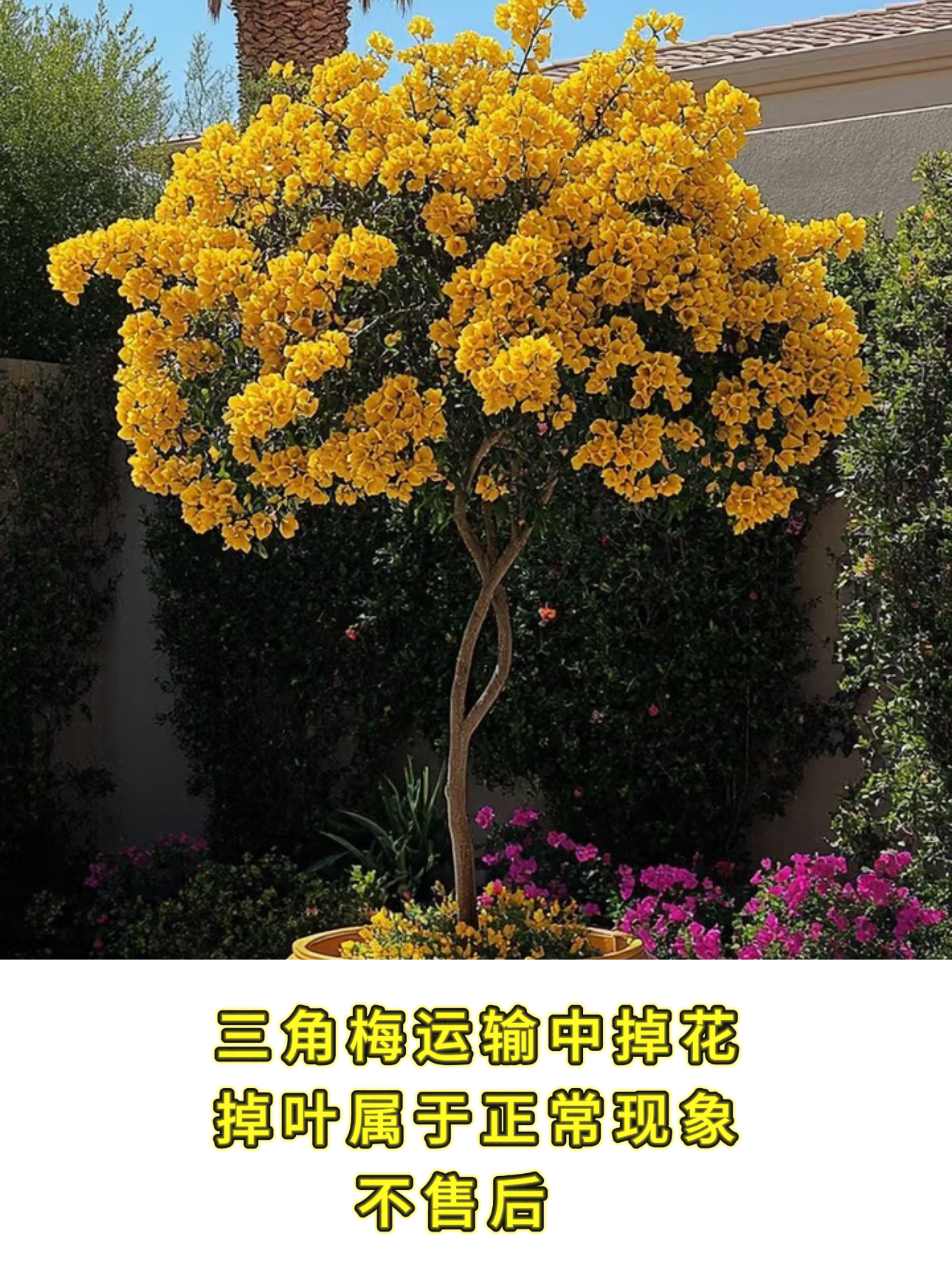 云南紫三角梅原生老桩适合庭院阳台花园室内室外盆栽地栽