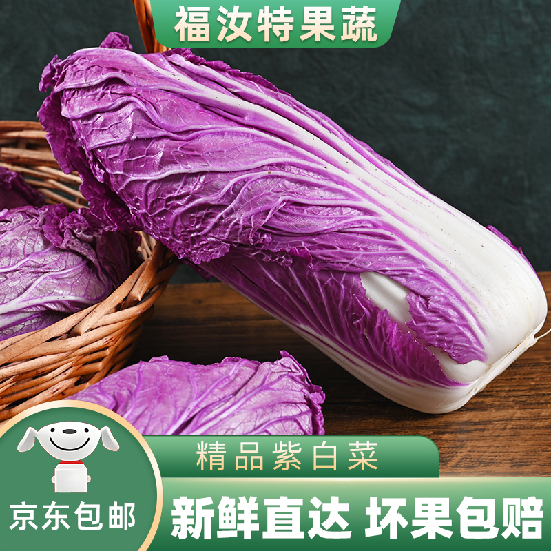 新鲜紫白菜紫罗兰大白菜沙拉特色菜富含花青素紫色大白菜凉拌